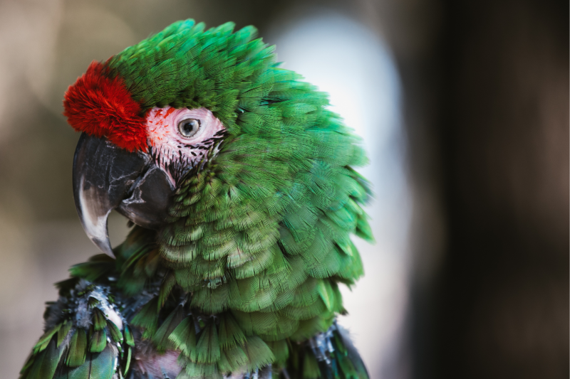 Boca Palms Animal Hospital - Hero BG Image 6